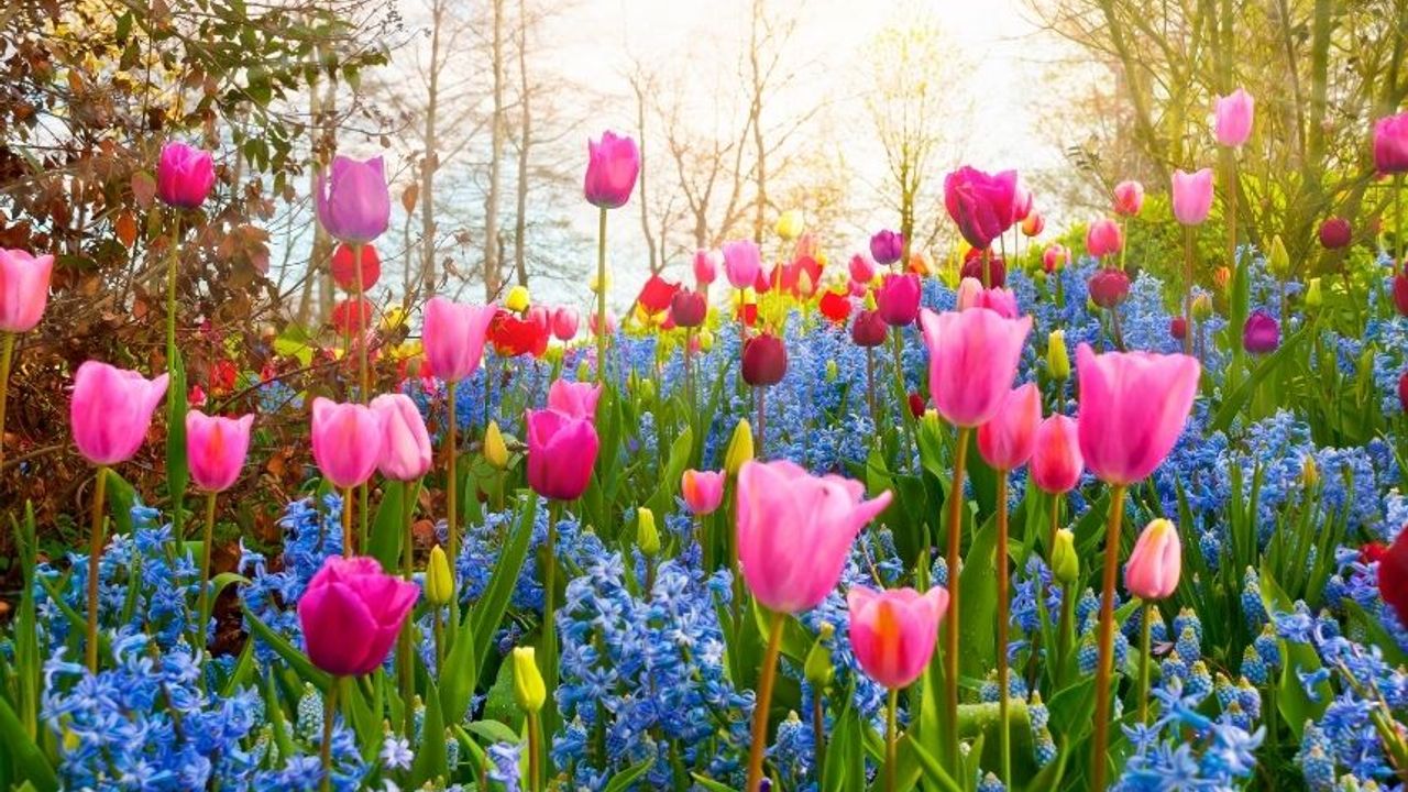 İlkbaharda Evinizi Bu Çiçeklerle Güzelleştirin