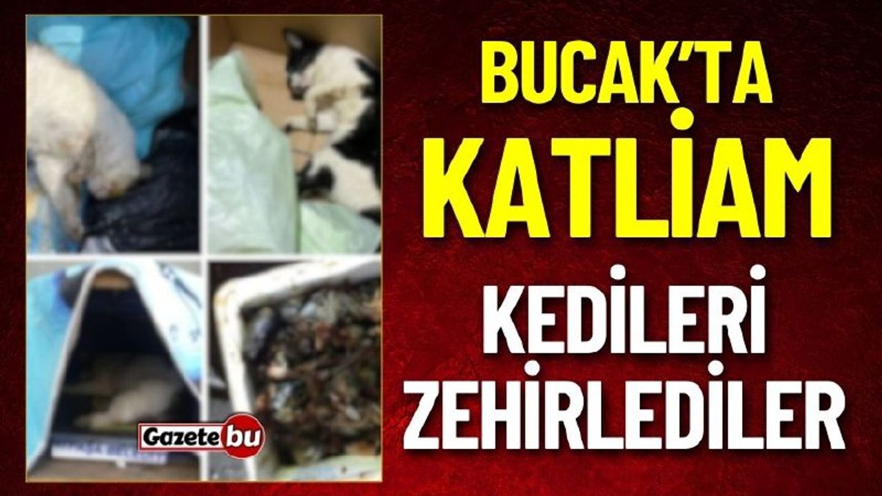 Bucak'ta Katliam: Kedileri Zehirleyerek Öldürdüler!