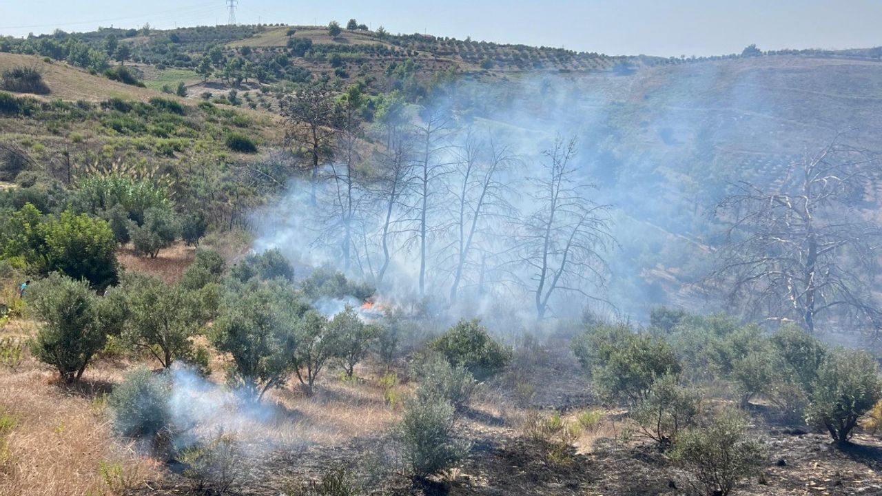 150 Zeytin Ağacı ve Baraka Yangında Zarar Gördü