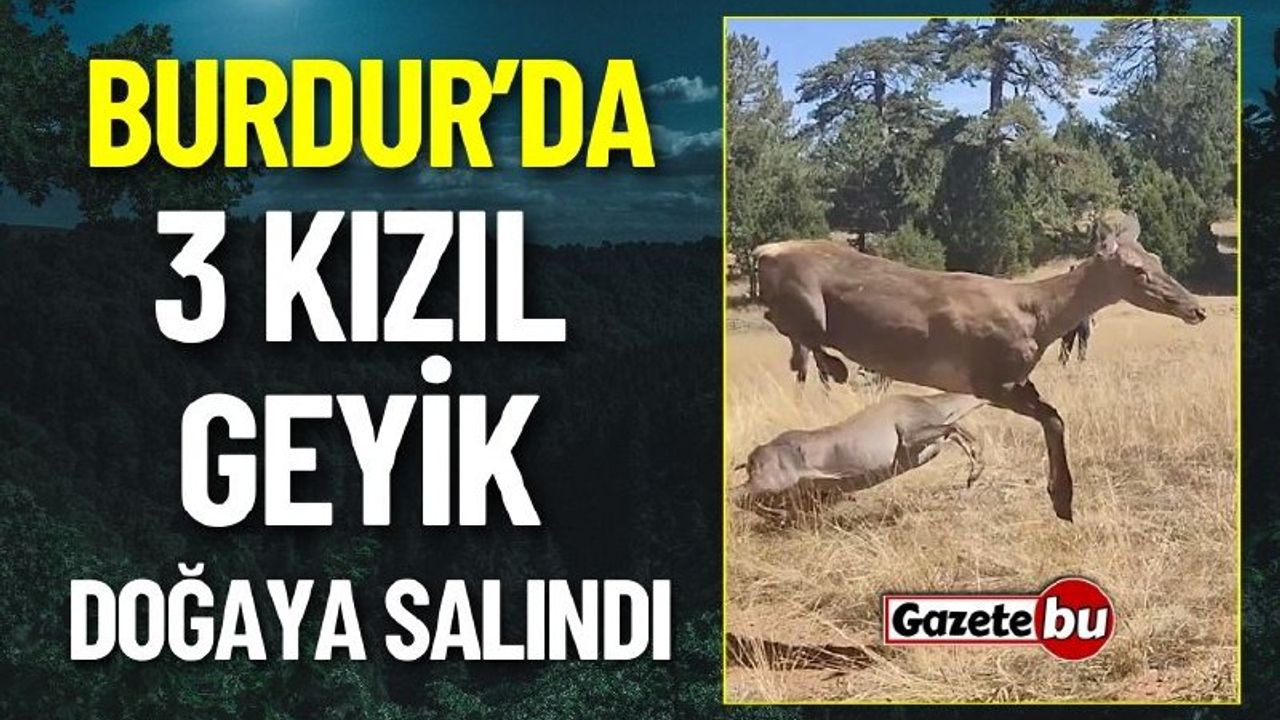 Burdur'da Üç Kızıl Geyik Doğaya Bırakıldı