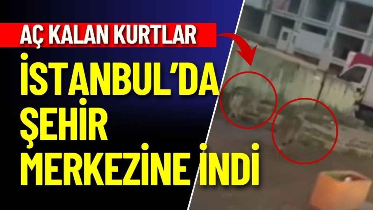 İstanbul'da Aç Kalan Kurtlar Şehre İndi