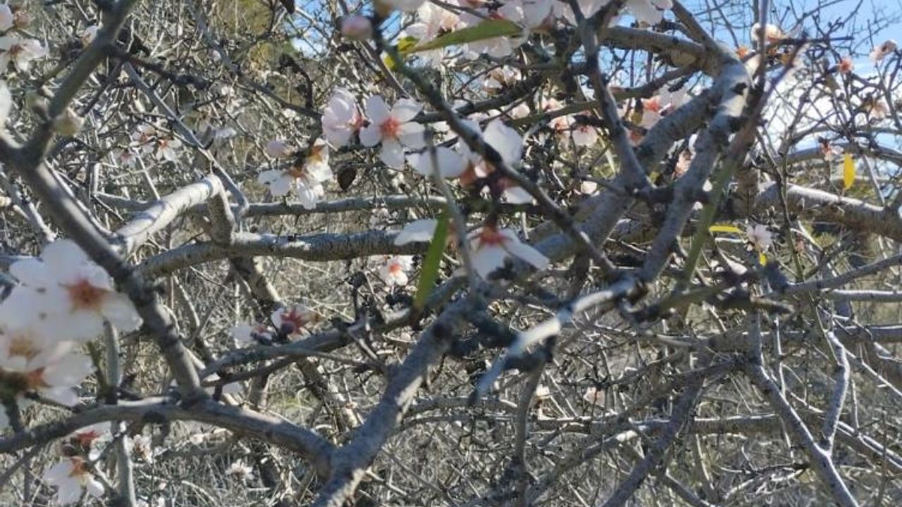 Badem ağaçları çiçek açtı: Yalancı bahara aldandı