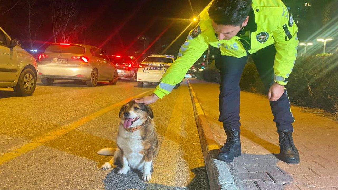 Antalya'da trafik polislerinden yaralı köpeğe duyarlılık