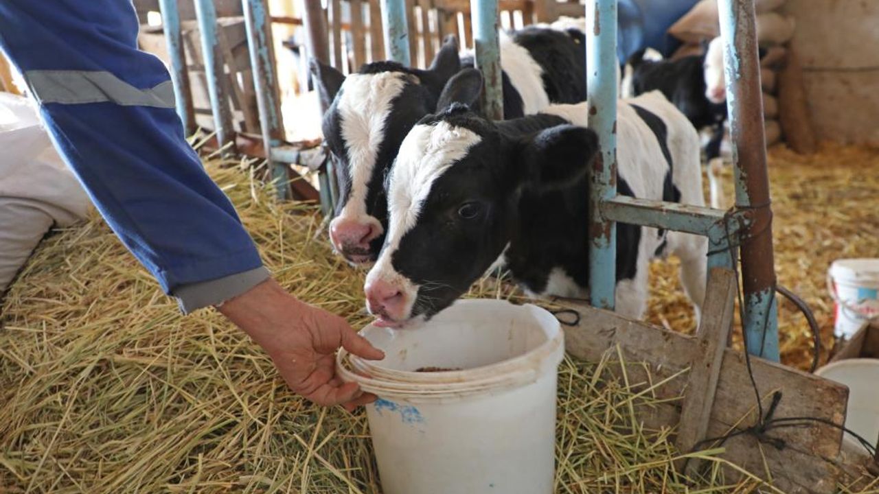 Süt Yemi Projesi ile besicilere yüzde 15’i hibeli süt yemi desteği