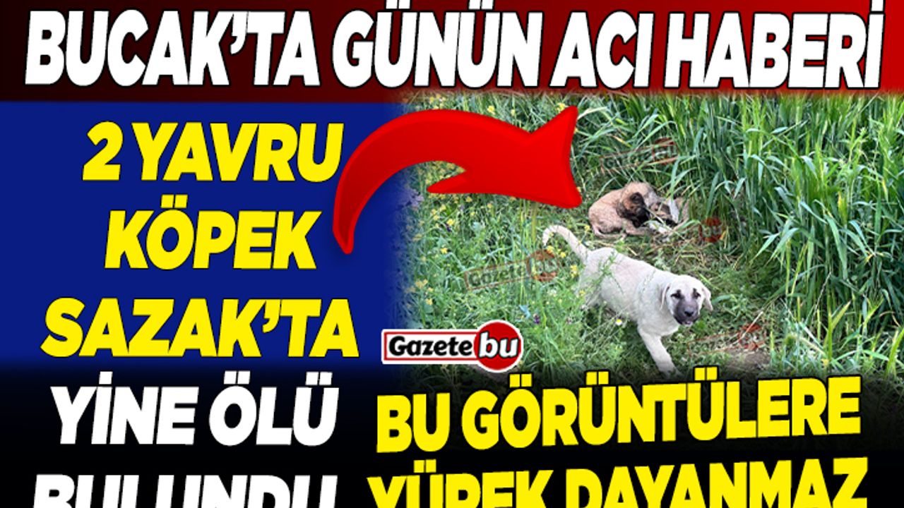 Bucak'ta 2 Yavru Köpek: Zehirlenerek Can Verdi