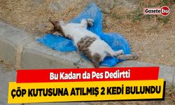 Denizli'de 2 Kedi Öldürülmüş Halde Çöp Kutusunda Bulundu