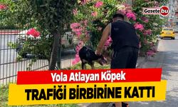 Antalya'da Yola Atlayan Köpek Sürücüleri Böyle Peşinden Koşturdu