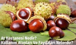 At Kestanesi Nedir? Kullanım Alanları Ve Faydaları Nelerdir?