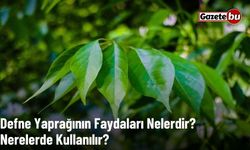 Defne Yaprağının Faydaları Nelerdir? Nerelerde Kullanılır?