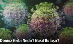 Domuz Gribi Nedir? Nasıl Bulaşır?