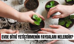 Evde Bitki Yetiştirmenin Faydaları Nelerdir?