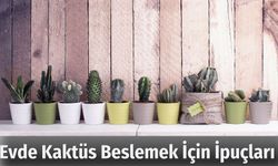 Evde Kaktüs Beslemek İçin İpuçları