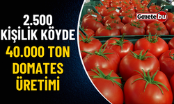 2.500 Kişilik Köyde 40.000 Ton Domates Üretimi