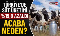 Süt Üretimi Yüzde 19,8 Azaldı Acaba Neden?