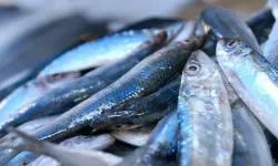 Balık sezonunda balık fiyatları yüksek başladı!