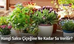 Hangi Saksı Çiçeğine Ne Kadar Su Verilir?