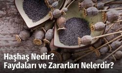 Haşhaş Nedir? Faydaları ve Zararları Nelerdir?