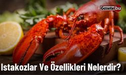 Istakozlar Ve Özellikleri Nelerdir?