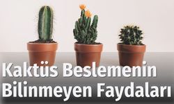 Kaktüs Beslemenin Bilinmeyen Faydaları