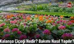 Kalanşo Çiçeği Nedir? Bakımı Nasıl Yapılır?