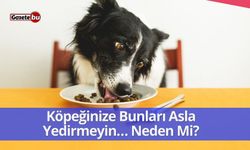 Köpeğinize Bunları Asla Yedirmeyin… Neden Mi?