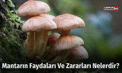 Mantarın Faydaları Ve Zararları Nelerdir?