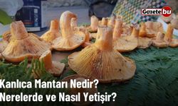 Kanlıca Mantarı Nedir? Nerelerde ve Nasıl Yetişir?