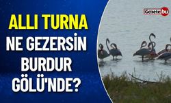 Allı Turna Ne Gezersin Burdur Gölü'nde?