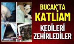 Bucak'ta Katliam: Kedileri Zehirleyerek Öldürdüler!