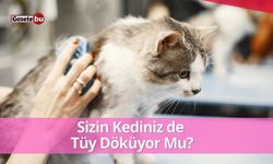 Sizin Kediniz De Tüy Döküyor Mu?