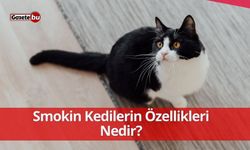 Smokin Kedilerin Özellikleri Nedir?