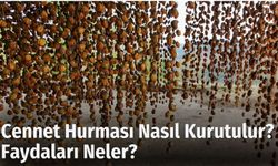 Cennet Hurması Nasıl Kurutulur? Faydaları Neler?