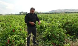 Adana'da salçalık biber fiyatlarında 5TL'ye kadar düştü