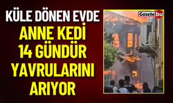 Küle Dönen Evde 14 Gündür Yavrularını Arıyor