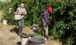 Fiyatlar Düşük Verimler Yüksek: Mandalina Hasadı Başladı