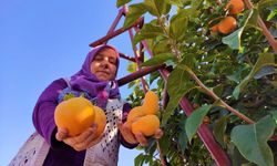 Denizli'de Cennet Hurması Hasadı Başladı