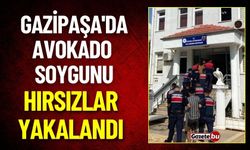 Gazipaşa'da Avokado Soygunu: Hırsızlar Yakalandı, İşte Detaylar!