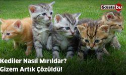 Kediler Nasıl Mırıldar? Gizem Artık Çözüldü!