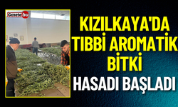 Kızılkaya'da Tıbbi Aromatik Bitki Üretimi Hasadı Yapılıyor