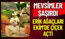 Mevsimler Şaşırdı: Erik Ağaçları Ekim'de Çiçek Açtı