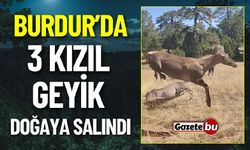 Burdur'da Üç Kızıl Geyik Doğaya Bırakıldı