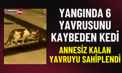 Yangında Yavrularını Kaybeden Kedi Annesiz Kediyi Sahiplendi