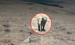 Ardahan'da 'fil' iddiası panik yarattı