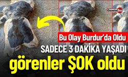 Burdur'da Doğan Çift Başlı Buzağıyı Görenler Gözlerine İnanamadı