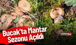 Bucak'ta Yağmur Sonrası Mantar Sezonu Açıldı