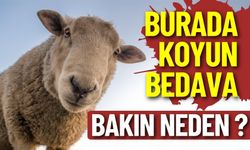 Burada Koyun Bedava, Bakın Neden ?