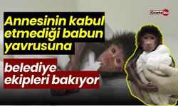 Babun Yavrusunu Annnesi Kabul Etmedi: Belediyenin Ekipleri Bakıyor