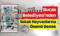 Bucak Belediyesi'nden Sokak Hayvanlarına  Önemli Destek