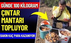 Çıntar Mantarı Topluyor: Bakın Kaç Para Kazanıyor !