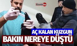 Aç kalan kuzgun bakın nereye düştü!